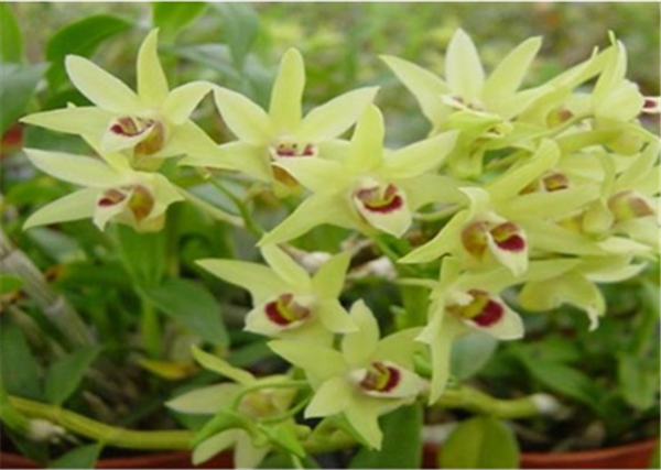 �c���鿴Ԕ����Ϣ�����}��Herba Dendrodii Flower ��x�Δ�(sh��)��3118