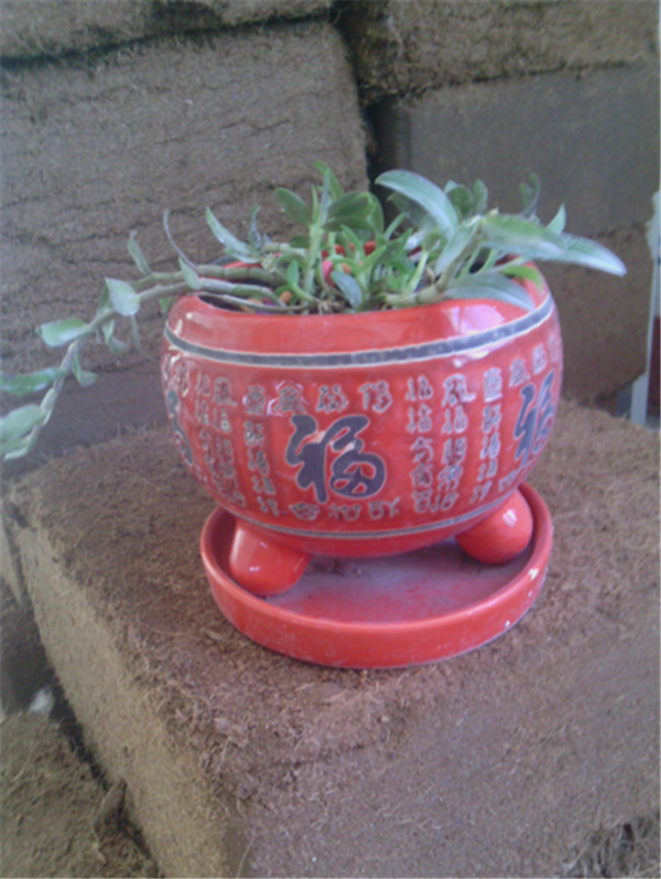 �c���鿴Ԕ����Ϣ�����}��Herba Dendrodii Pot Seedlings ��x�Δ�(sh��)��2796