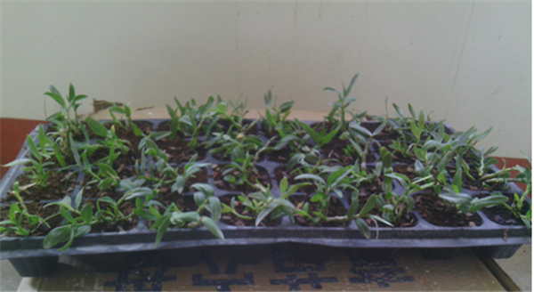 �c���鿴Ԕ����Ϣ�����}��Herba Dendrodii Plug Seedlings ��x�Δ�(sh��)��2924